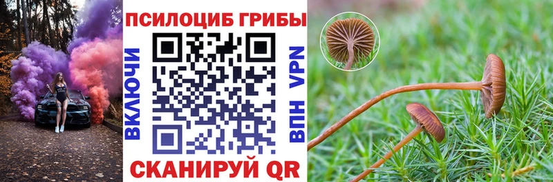 Псилоцибиновые грибы мицелий закладки Николаевск